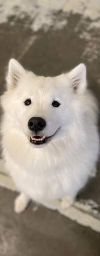 A fluffy samoyed sitting and looking at the camera