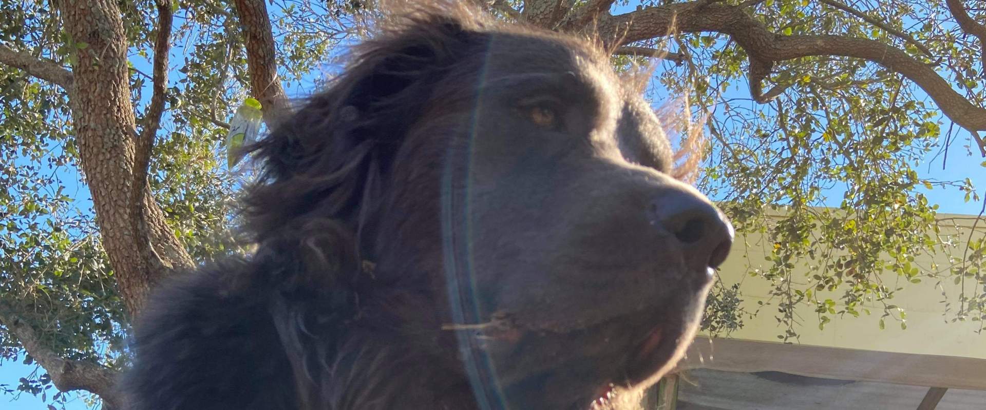 A newfoundland laying under a tree