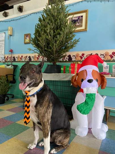 A shepherd mix with a tie on posing next to an inflatable dog and a tree