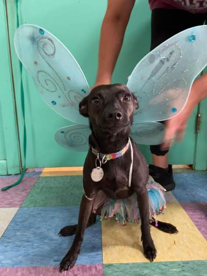 A small black dog wearing butterfly wings and a tutu
