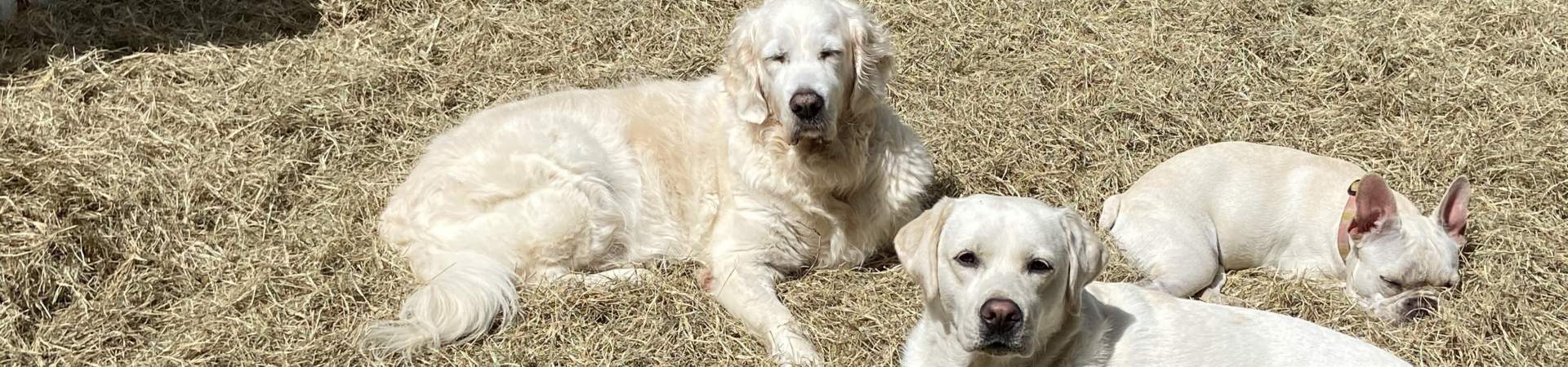 A lab, golden and frenchie all relaxing in the sun