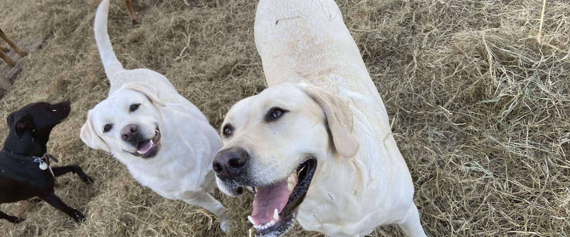 Two Labs smiling in the hay