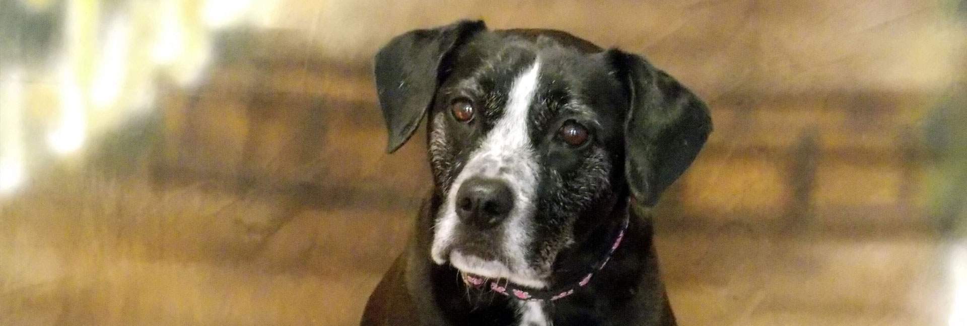 Older Black Lab portrait