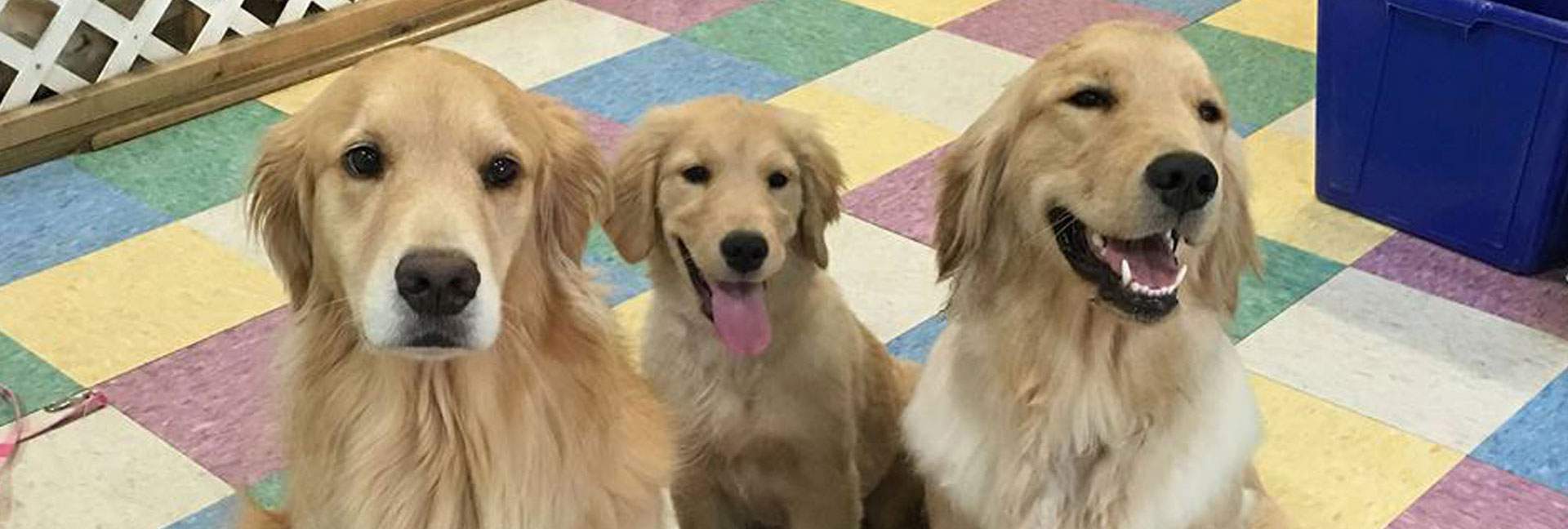 Golden Retrievers all related, 6yo, 6mo, 1yr