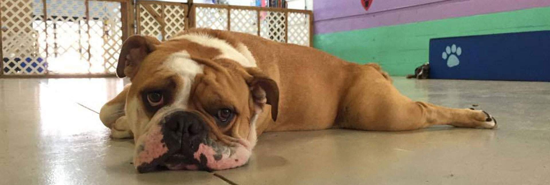 English Bulldog lying with chin on the floor