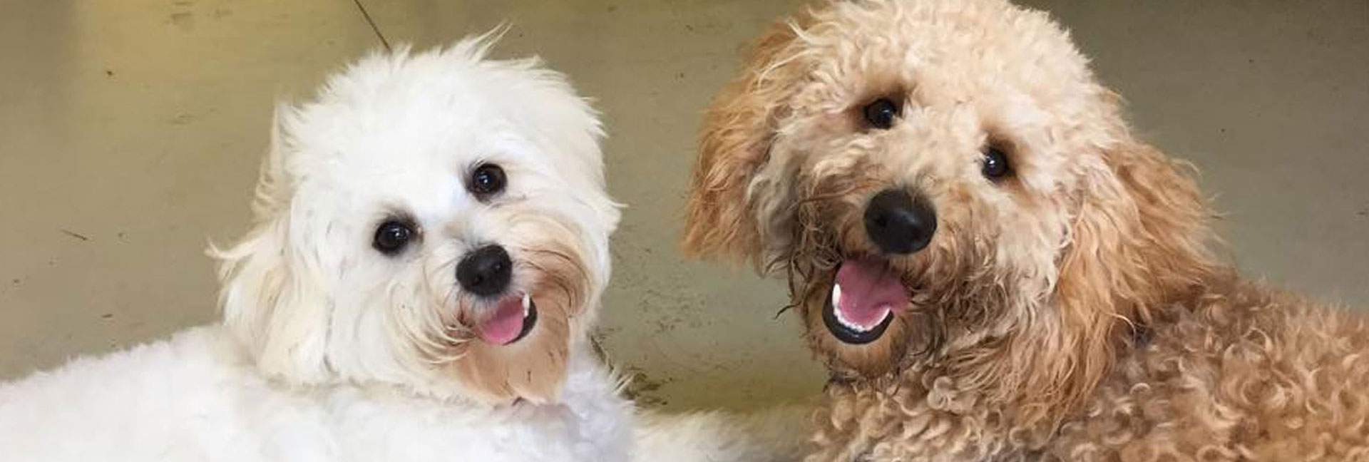 A small white and a small cream-colored dog laying face to face